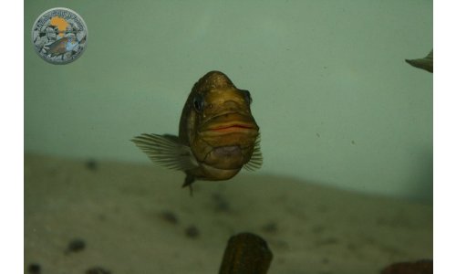 Petrochromis trewavasae